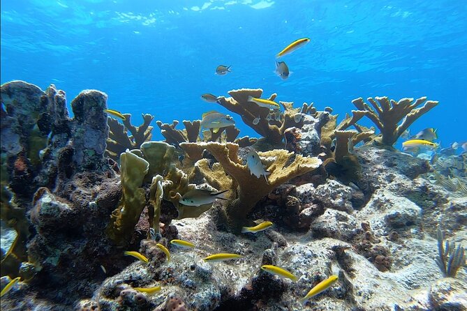 Snorkel Key Largo on Our COMBO Boat With Snorkeling Gear INCLUDED - Booking Information