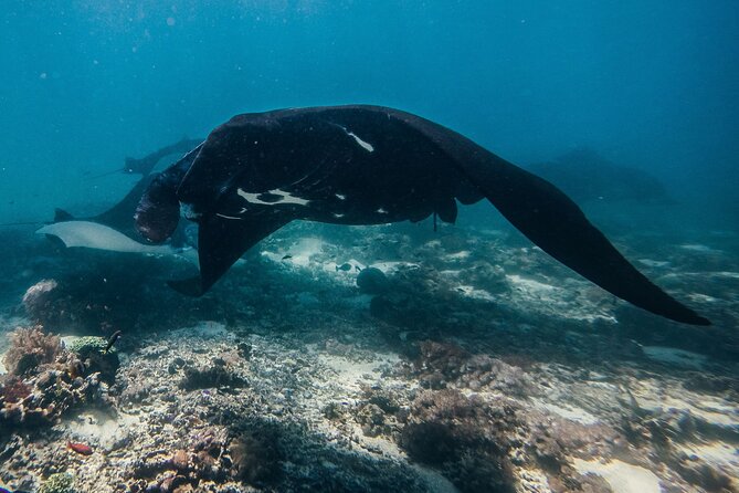 Snorkeling and Freediving Trip Around Nusa Penida