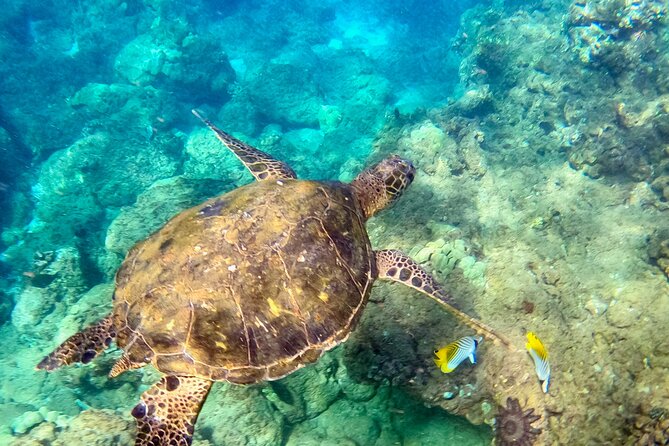 Snorkeling for Non-Swimmers at Wailea Beach - Logistics