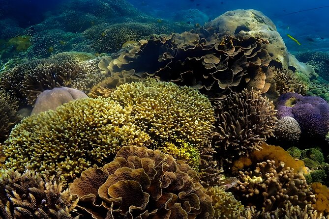 Snorkeling In Nusa Penida Departing From Bali Island