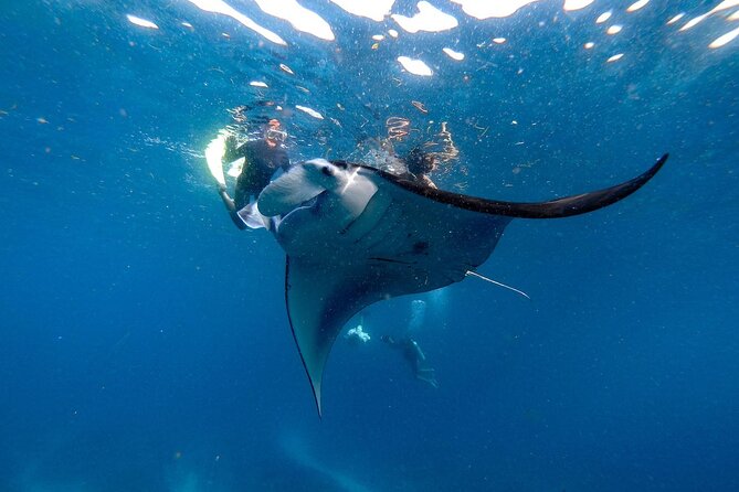 Snorkeling With Manta Rays in Nusa Penida Experience (All-Inclusive)