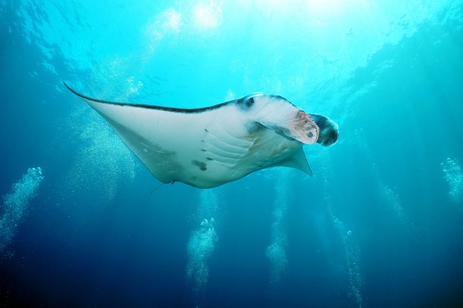Snorkelling With Manta Rays