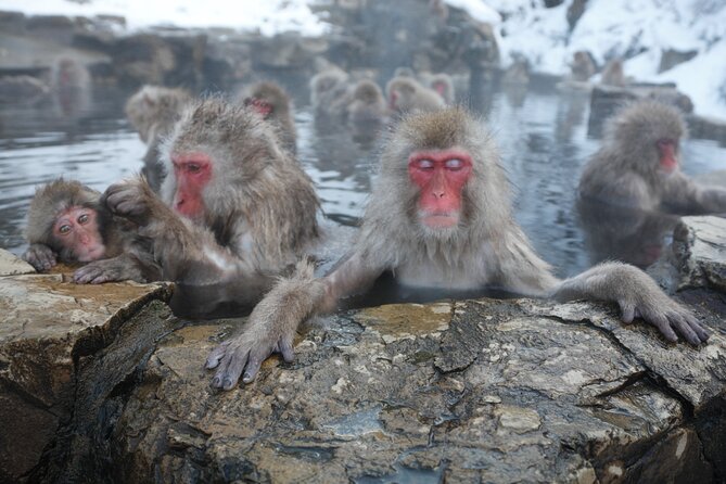 Snow Monkey Park & Miso Production Day Tour From Nagano