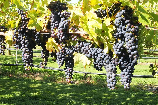 Solo Traveller Full Day Wine Gourmet and Scenic Delights Tour From Blenheim - Tour Itinerary Highlights