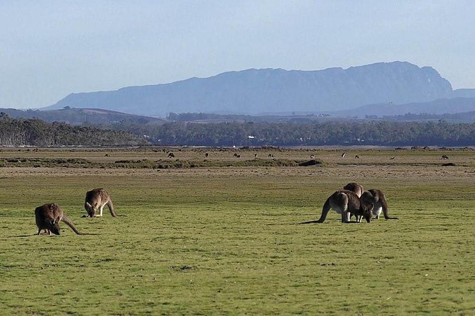 Spend a Day in One of Tasmanias Best Wildlife National Parks - Wildlife Encounters in Narawntapu National Park