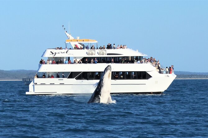 Spirit of Hervey Bay Whale Watching Cruise - Booking and Logistics