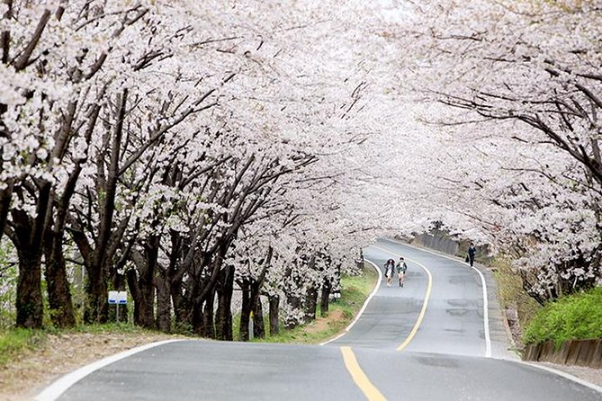 Spring 4 Days Seoul&Mt Seorak Cherry Blossom With Nami & Everland on 7 to 14 Apr - Itinerary Overview