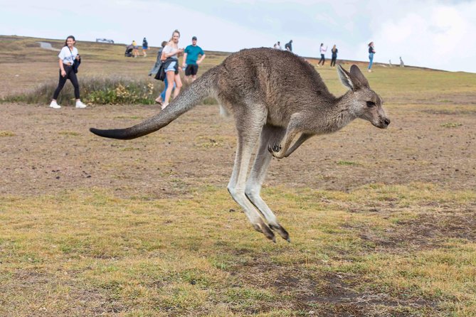 Stray Australia: 8 Day Sydney to Brisbane Koala Tour - Day 1: Sydney to Blue Mountains