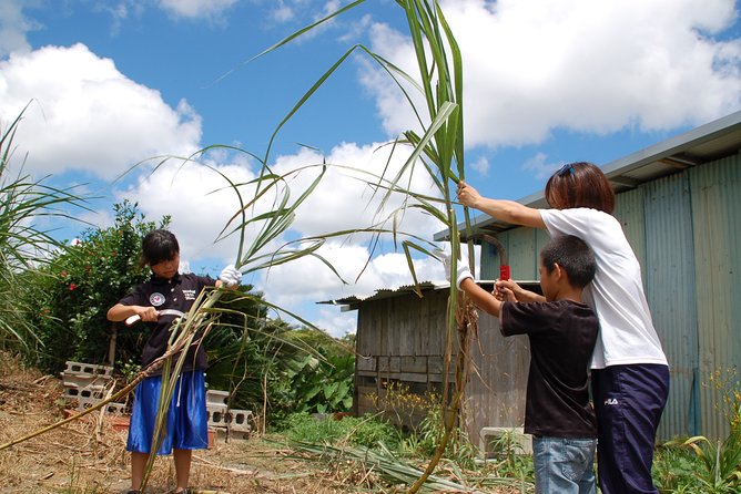 Sugarcane Cutting Experience With Okinawas Grandfather