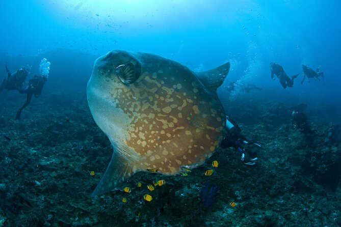 Sun Fish/ Mola Mola Nusa Penida Scuba Diving Trip