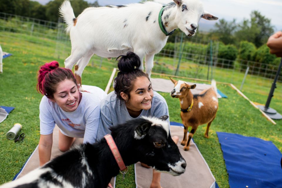 Sunset Maui Goat Yoga With Live Music - Experience Highlights and Inclusions