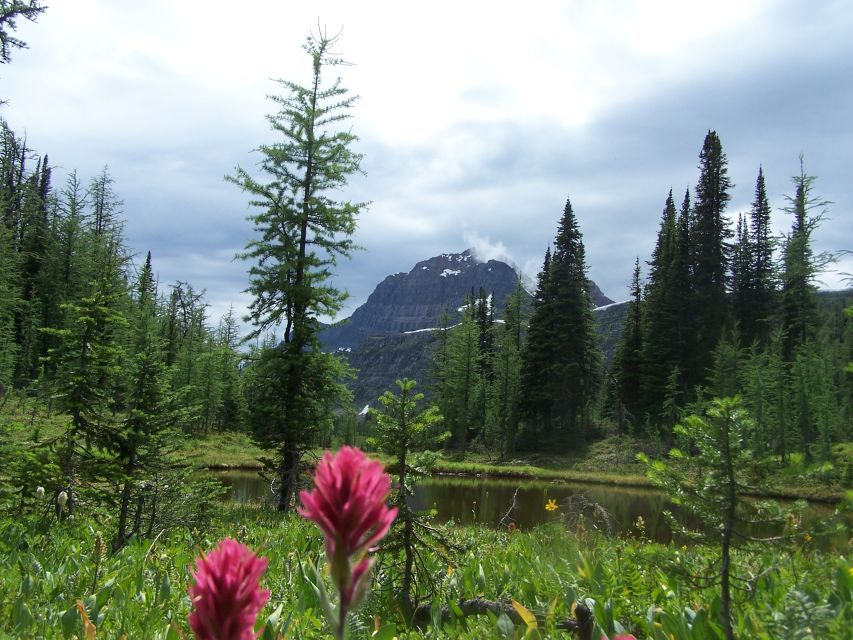 Sunshine Meadows Daily Guided Hike With Gondola - Activity Details