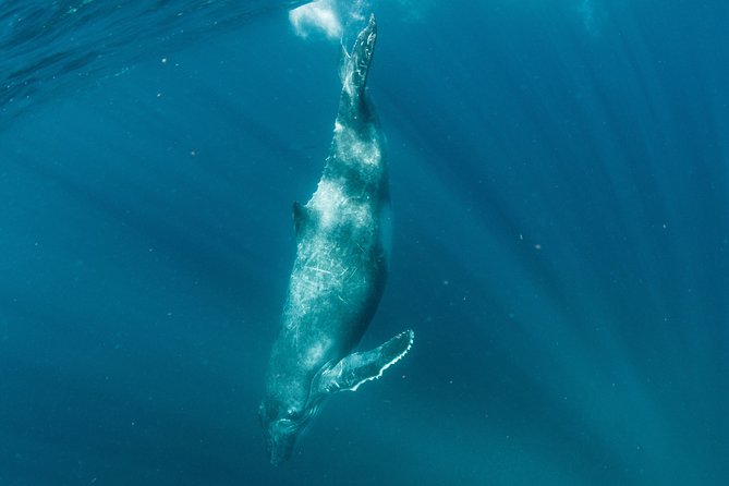 Swim With Humpback Whales – Ningaloo Reef – 3 Islands Whale Shark Dive
