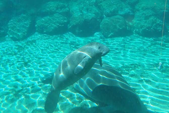 Swim With Manatees In Crystal River, Florida - Swimming With Manatees
