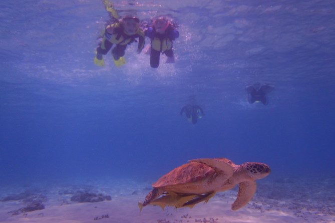 Swim With Sea Turtles at Kerama Islands