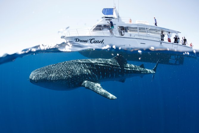 Swim With Whale Sharks in the Ningaloo Reef: 3 Island Shark Dive - Wildlife Encounters and Sightings