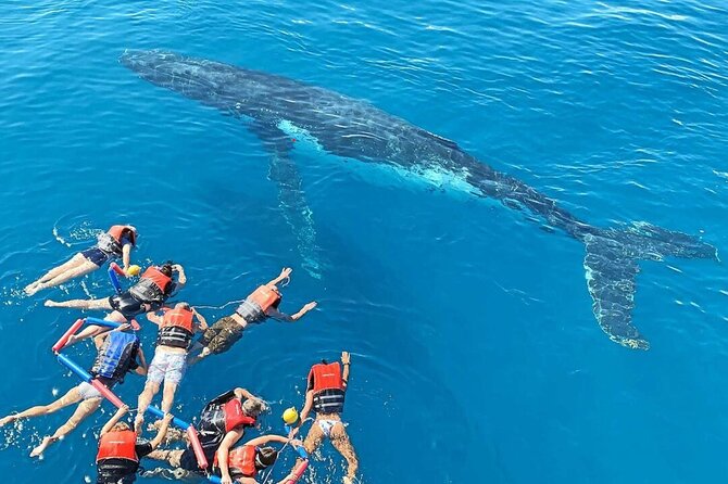 Swim With Whales in Gold Coast - Experience Overview
