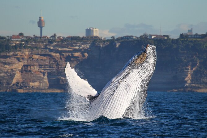 Sydney Circular Quay or Darling Harbour Whale-Watching Cruise