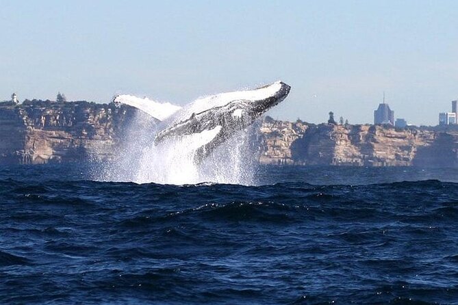 Sydney Harbour Ferry With Taronga Zoo Entry and Whale Watching Cruise - Tour Inclusions
