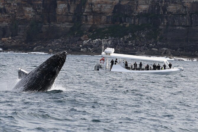 Sydney Whale-Watching by Speed Boat - Booking Information