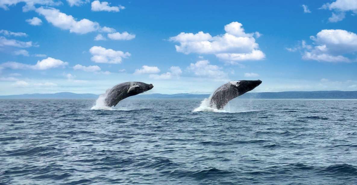 Tadoussac or Baie-Sainte-Catherine: Whale Watching Boat Tour - Booking Information