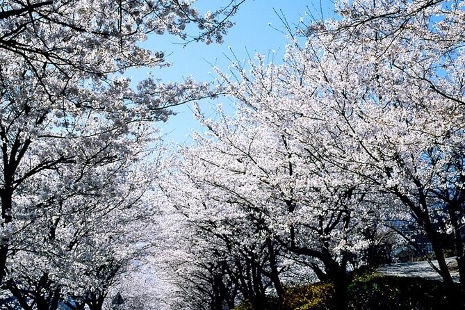 The Beauty of the Korea Cherry Blossom Discover 11days 10nights - Cherry Blossom Season in Korea