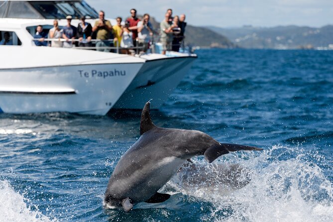 The Original Full Day Bay of Islands Cruise With Dolphins - Cruise Itinerary Overview