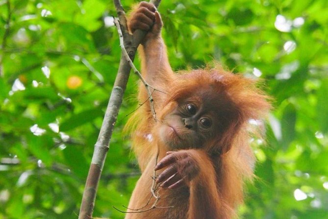 TOUR PACKAGE (Jungle Trekking, Taxi, Room) 4 DAYS 3 NIGHTS in BUKIT LAWANG - Cancellation Policy and Activity Schedule