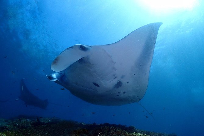 Try Diving in Manta Point – Nusa Penida