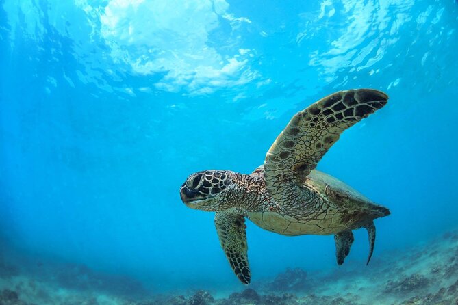 Turtle Reef Kayak Tour of Makena, Maui - Tour Details