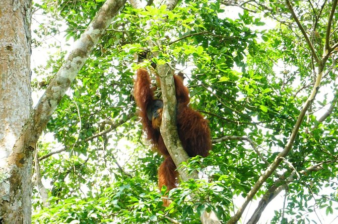 Two Days Orangutans Adventure in Gunung Leuser - Itinerary Highlights