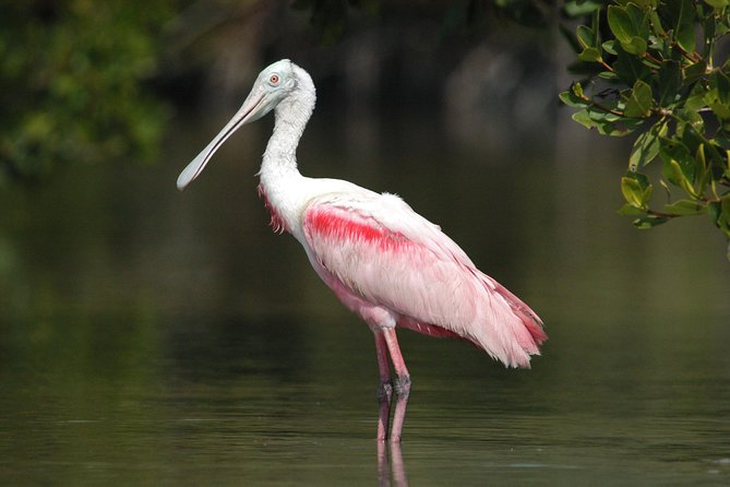 Two-Hour Everglades National Park Dolphin, Birding and Wildlife Boat Tour - Wildlife Encounters