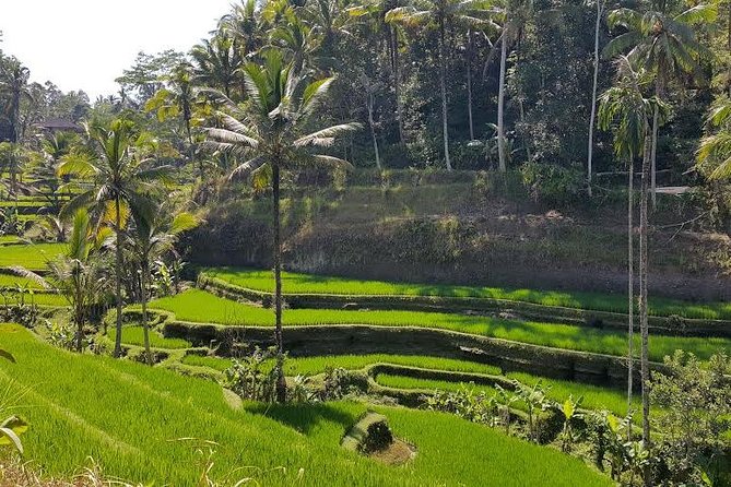 Ubud: All-Inclusive Highlights Full-Day Tour