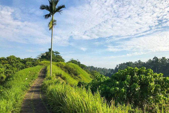 Ubud Countryside Tour: Campuhan Ridge Walk and Rice Terrace