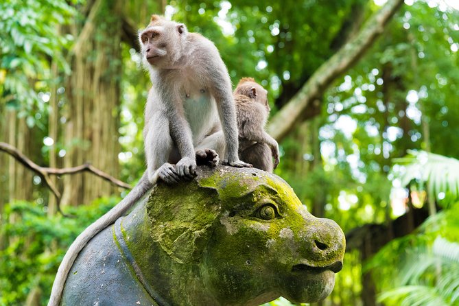 Ubud Highlights Private Tour With Swing and Batuan Temple  – Seminyak
