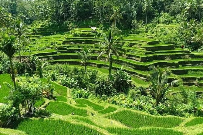 Ubud in a Day: Rice Terrace, Holy Water Temple, Waterfall, Arts - Ubud Rice Terrace Exploration