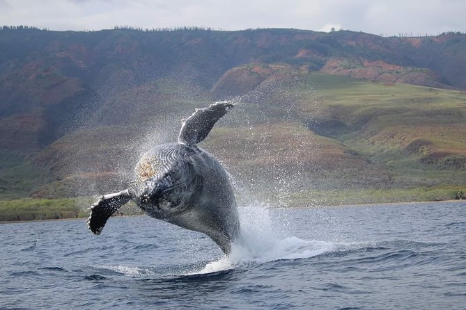 Ultimate 2 Hour Exclusive VIP Whale Watch Tour - Customer Reviews