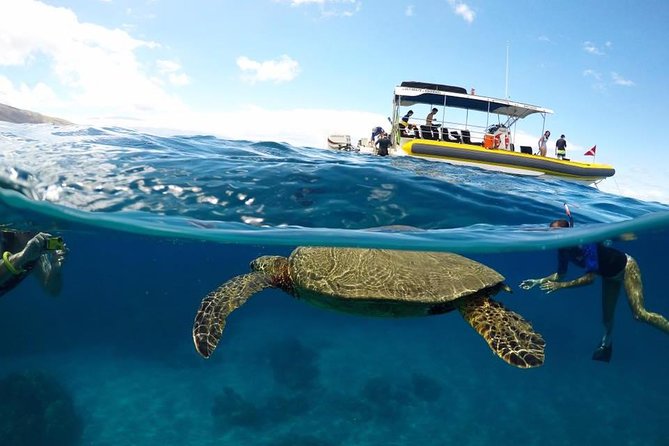 Ultimate 3.5 Hour Snorkel - Tour Inclusions and Booking Details