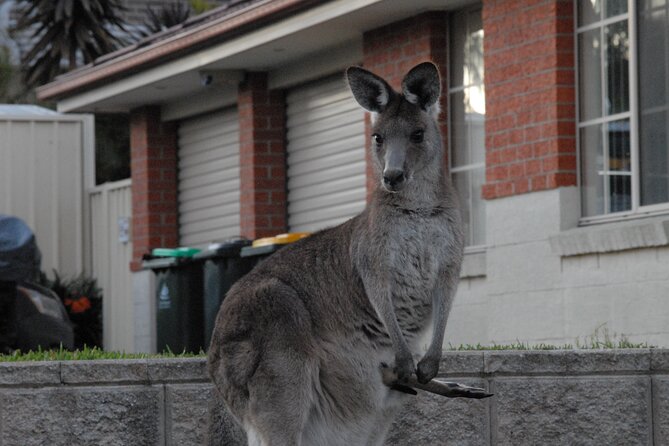 Urban Kangaroos - Urban Kangaroo Behavior Patterns