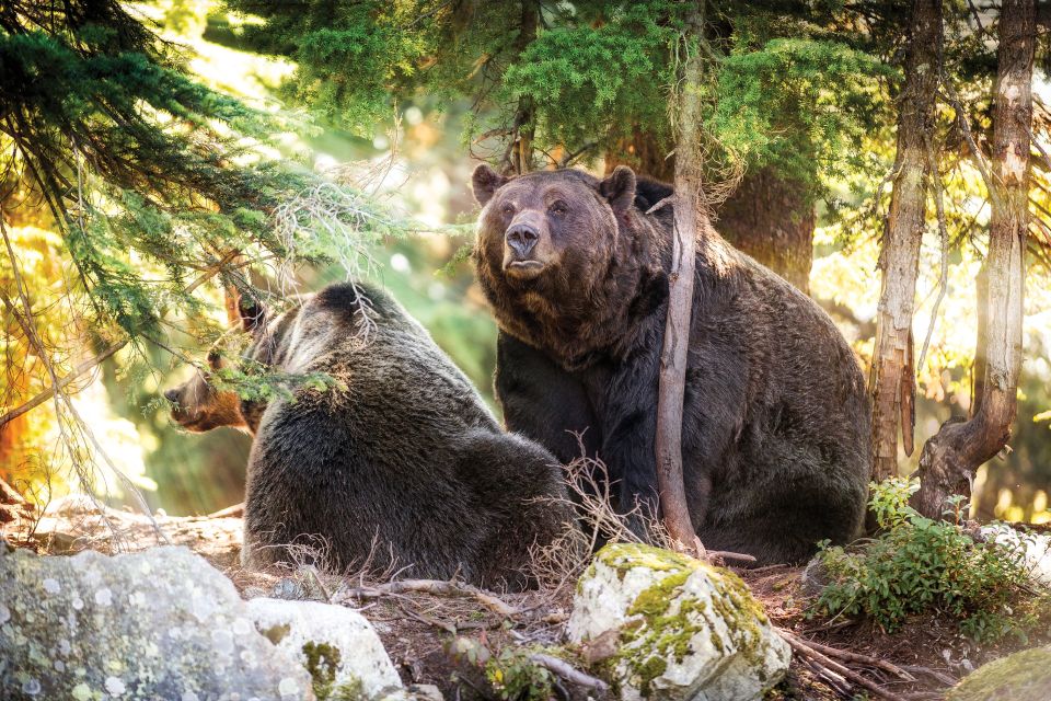 Vancouver: Grouse Mountain Admission Ticket