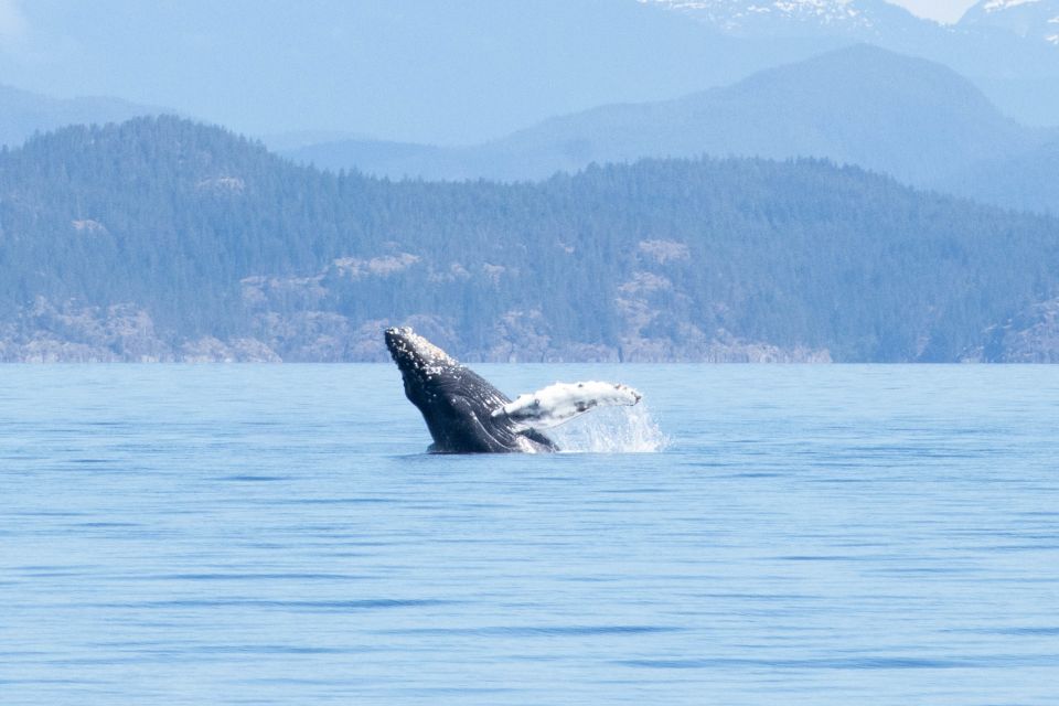 Vancouver Island: Campbell River Coastal Wildlife Adventure - Experience Highlights