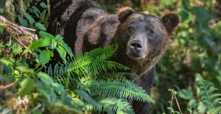 Vancouver Island: Full-Day Grizzly Bear Tour at Toba Inlet