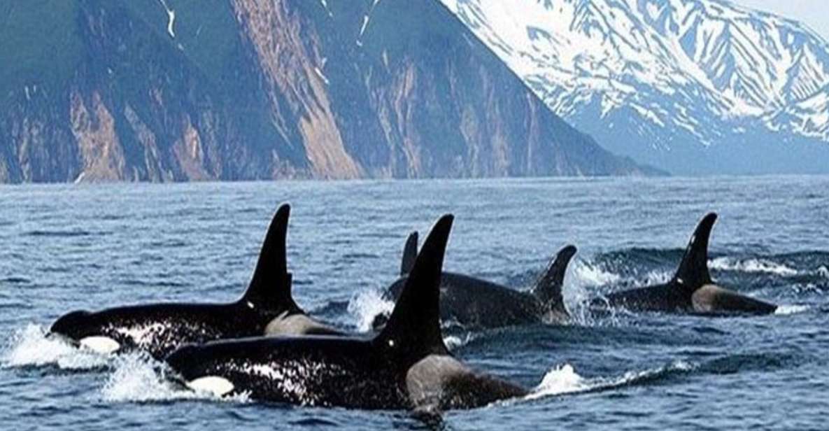 Vancouver Whale Watching Adventure With City Tour - Booking Flexibility Options