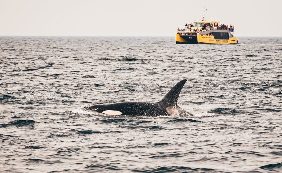 Vancouver Whale Watching Safari - Booking Details