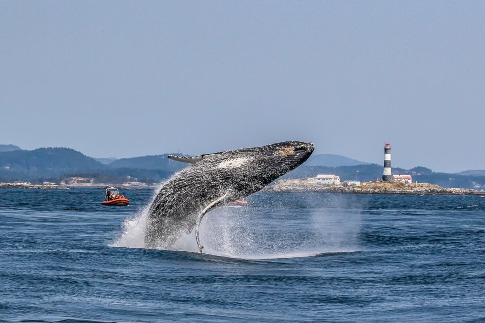 Victoria: 3-Hour Zodiac Whale-Watching Tour