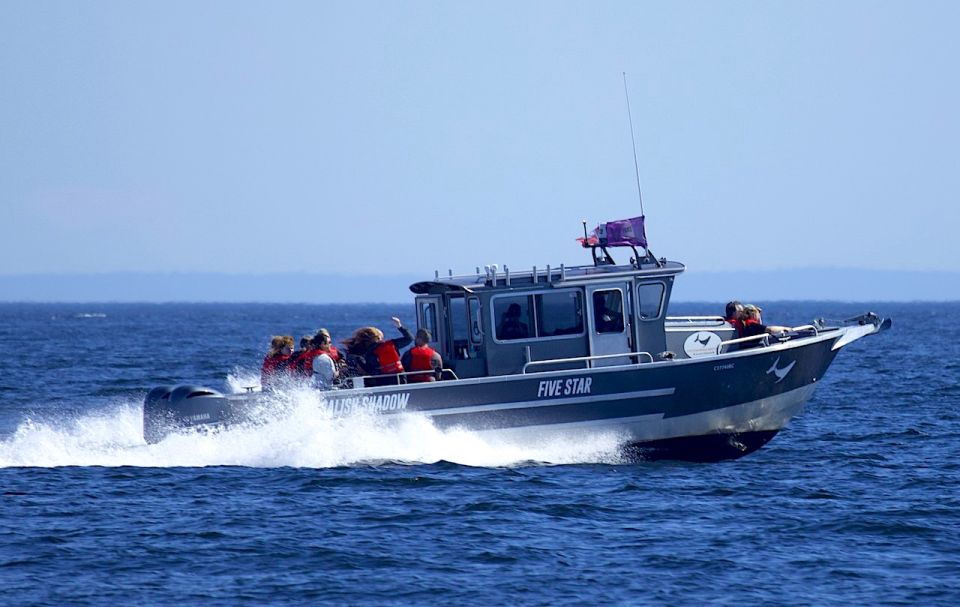 Victoria, BC: 3-Hour Ultimate Whale & Marine Wildlife Tour