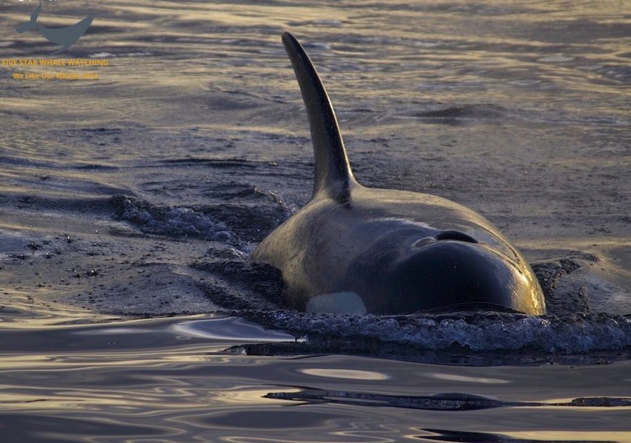 Victoria: Sunset Whale Watching Tour - Booking Information