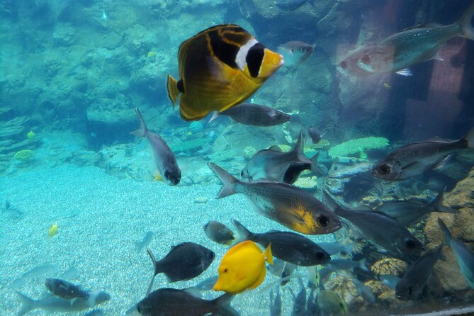 Waikiki Snorkeling. Free Pictures and Video! Shallow. Many Fish! - Snorkeling Location Details