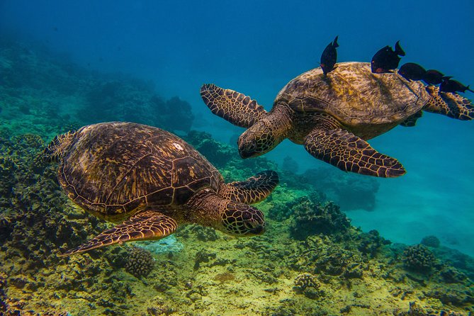 Waikiki: Turtle Canyon Snorkeling Tour From Honolulu  – Oahu