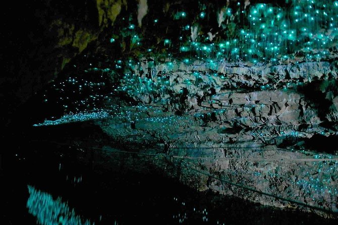 Waitomo Caves Private Tour From Auckland